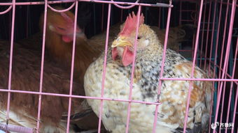 鸡肉价格为何 一飞冲天 记者探访济南农贸市场