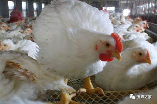 今日玉米 花生 生猪,鸡蛋,淘汰鸡,肉毛鸡等价格