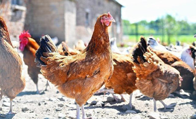 2019年1月26日养鸡市场价格评估