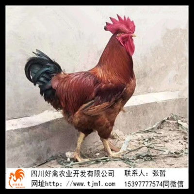 贡觉县B380鸡苗孵化厂