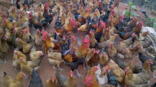 法律规定住房居民区多少米范围内不能建养鸡厂