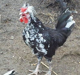2017年高颜值的鸡,云南独有的这只美爆了