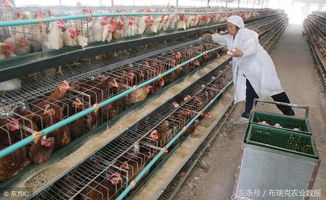 2018年二月第二周最新 禽蛋产业重要监测预警