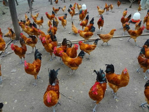 新疆喀什鸡苗养鸡厂 我想养鸡谁提供鸡苗