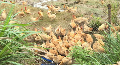 龙川县1万多只鸡 2万多斤蜂蜜销往深圳