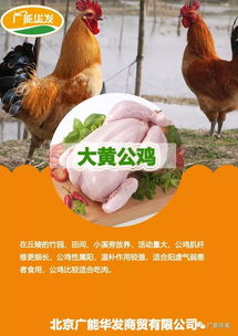禽类新品 广能自有工厂重磅推出农家散养大黄公鸡