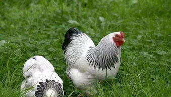 养鸡技术 蛋鸡养殖知识常见8问答