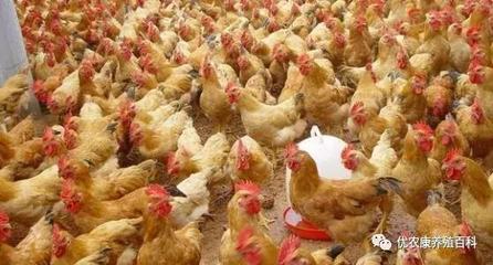 8月6日今日养殖肉鸡价格行情