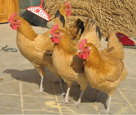 供应鸡苗草鸡苗苏州哪里有供应鸡苗的价格图片 高清图 细节图 辉煌禽苗孵化场 
