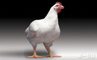 肉鸡的养殖周期多长