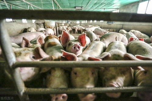 年后猪价触底,消费惹的祸 多吃猪肉猪价能涨吗